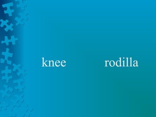 knee   rodilla
 