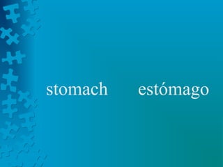 stomach   estómago
 