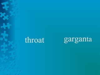 throat   garganta
 
