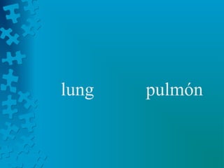 lung   pulmón
 