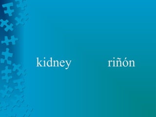 kidney   riñón
 