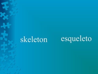 skeleton   esqueleto
 