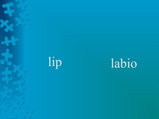lip   labio
 