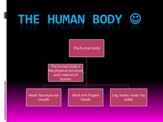 THE HUMAN BODY 
The human body
Head face eyes ear
mouth
Neck arm fingers
hands
Leg knees waist hip
ankle
The human body is
the physical structure
and material of
human
 