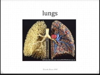 lungs

Ricardo Forner 2012

 