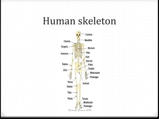 Human skeleton

Ricardo Forner 2012

 