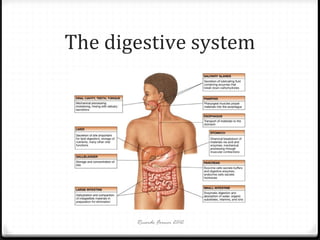 The digestive system

Ricardo Forner 2012

 