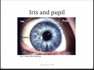 Iris and pupil

Ricardo Forner 2012

 