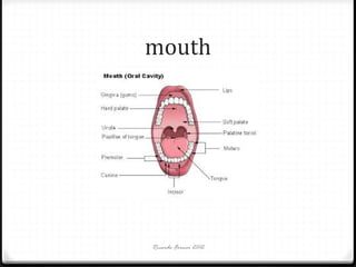 mouth

Ricardo Forner 2012

 