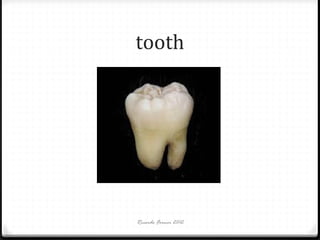 tooth

Ricardo Forner 2012

 