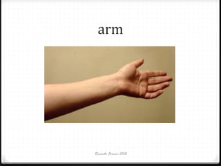 arm

Ricardo Forner 2012

 