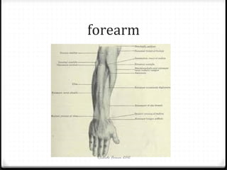 forearm

Ricardo Forner 2012

 