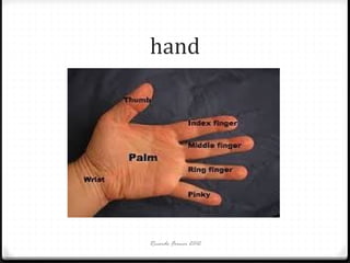 hand

Ricardo Forner 2012

 