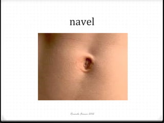 navel

Ricardo Forner 2012

 