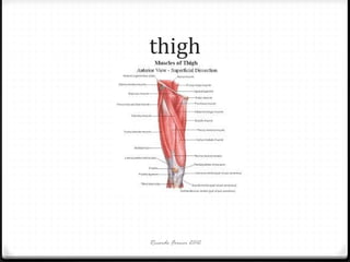 thigh

Ricardo Forner 2012

 