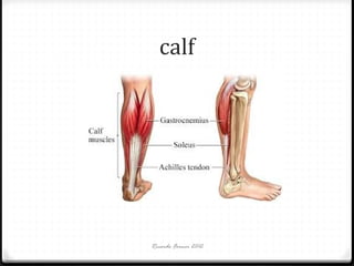 calf

Ricardo Forner 2012

 