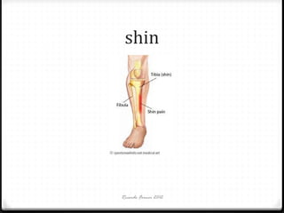 shin

Ricardo Forner 2012

 