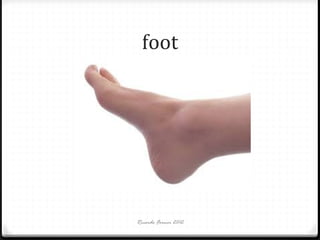 foot

Ricardo Forner 2012

 