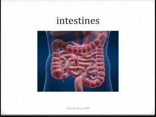 intestines

Ricardo Forner 2012

 