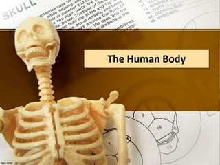 The Human Body
 