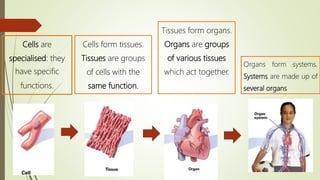 The human body PWP | PPTX