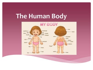 The Human Body
Trabalho de inglês.
 