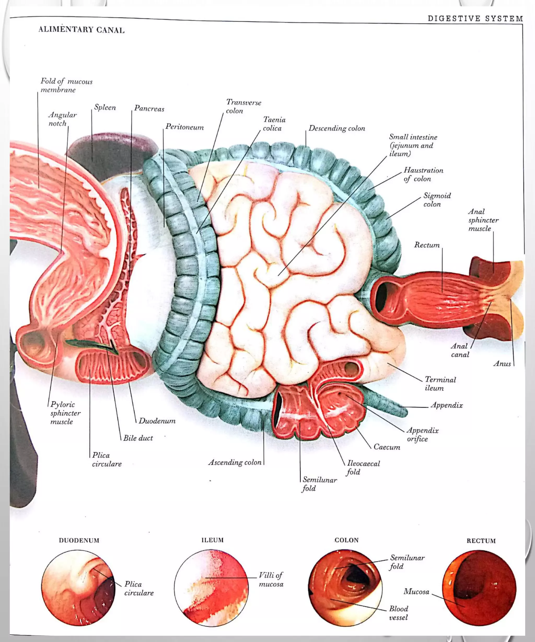 The visual anatomy and physiology of human body. | PDF