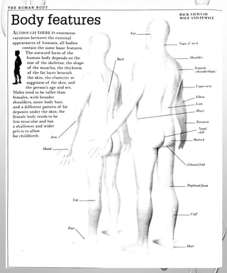 The visual anatomy and physiology of human body. | PDF