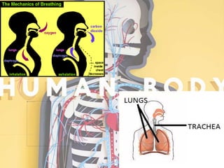 The human body and interaction