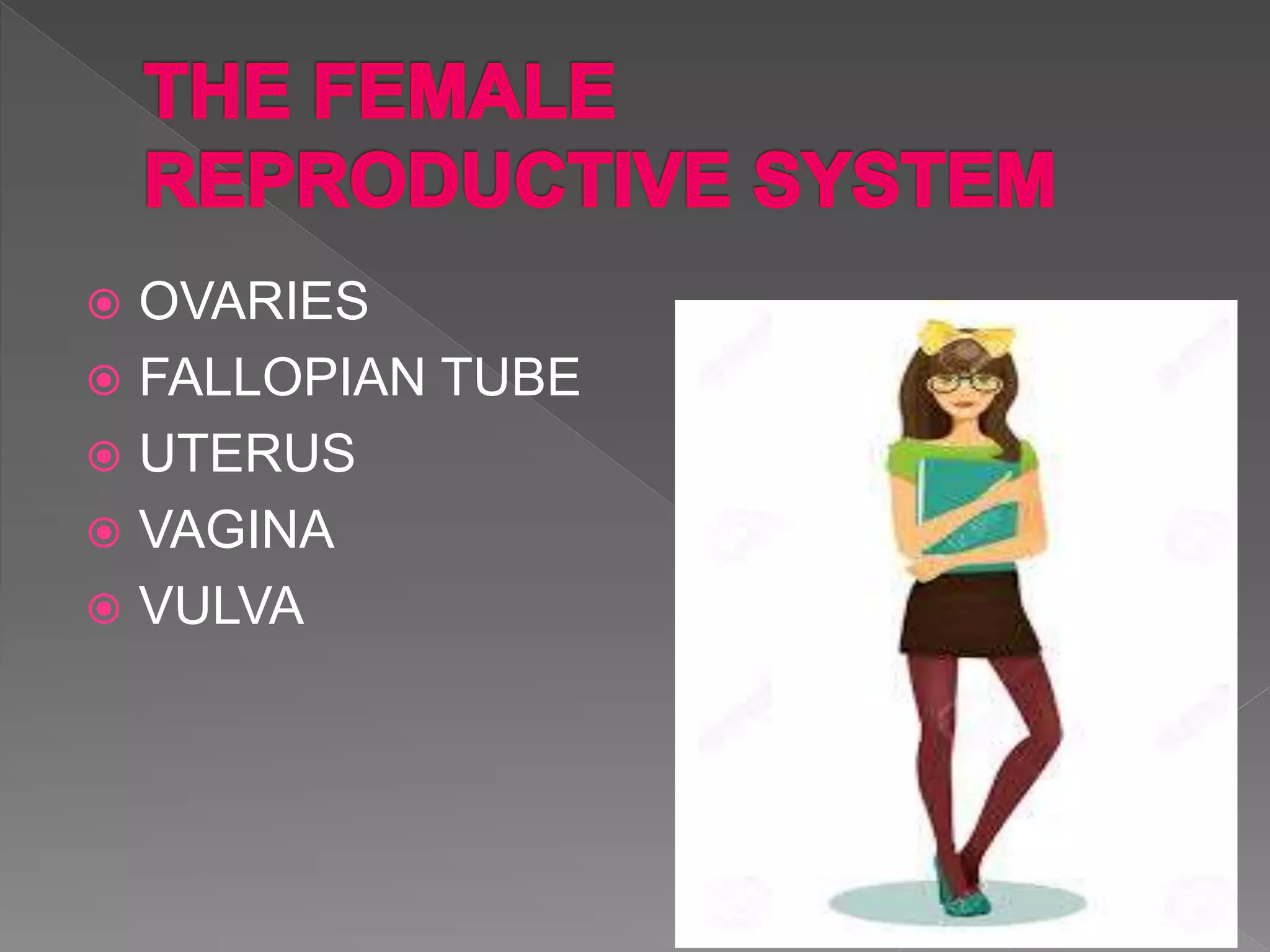  OVARIES
FALLOPIAN TUBE
UTERUS
VAGINA
VULVA