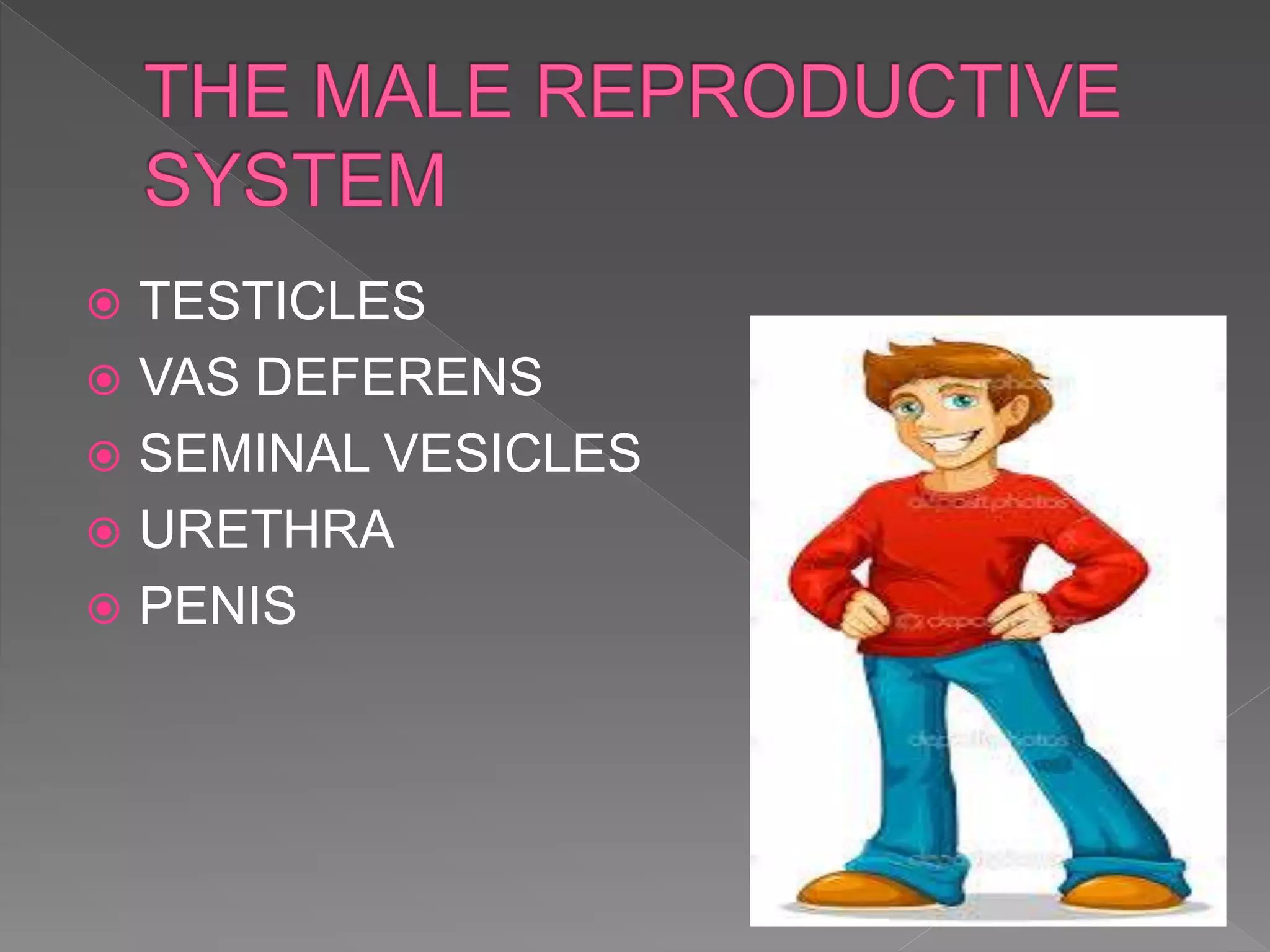  TESTICLES
VAS DEFERENS
SEMINAL VESICLES
URETHRA
PENIS