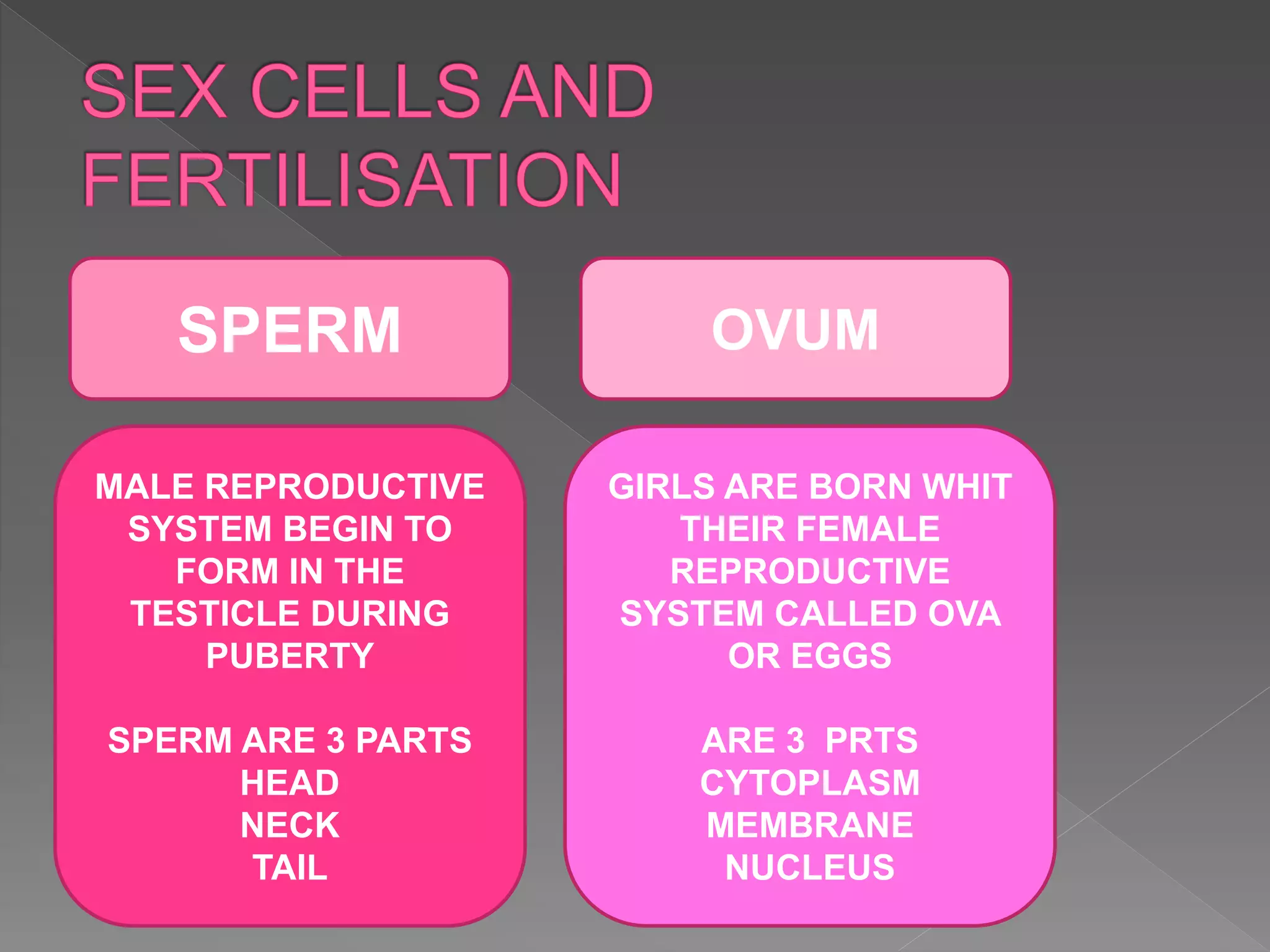 MALE REPRODUCTIVE
SYSTEM BEGIN TO
FORM IN THE
TESTICLE DURING
PUBERTY
SPERM ARE 3 PARTS
HEAD
NECK
TAIL
SPERM OVUM
GIRLS ARE BORN WHIT
THEIR FEMALE
REPRODUCTIVE
SYSTEM CALLED OVA
OR EGGS
ARE 3 PRTS
CYTOPLASM
MEMBRANE
NUCLEUS