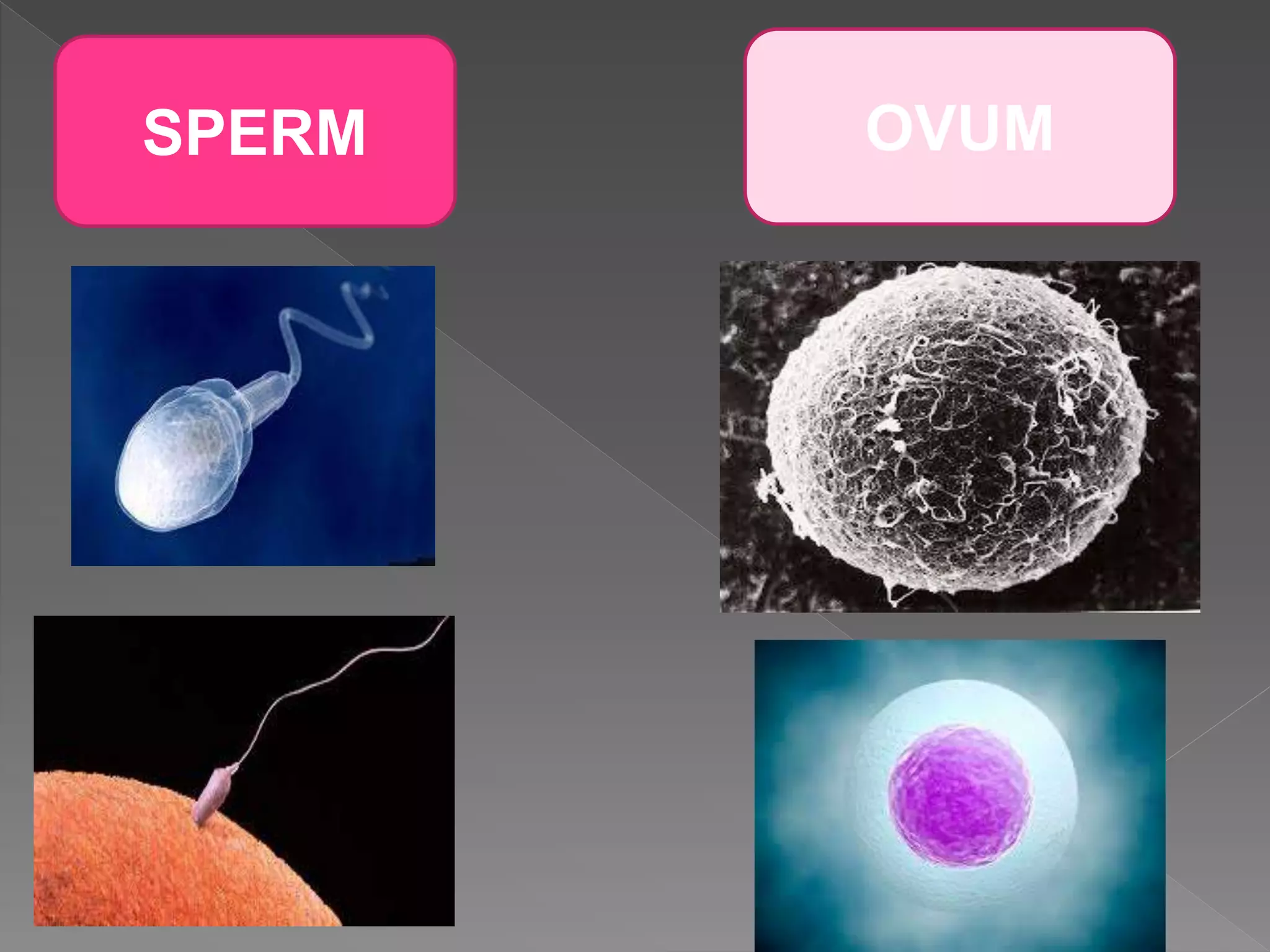 SPERM OVUM