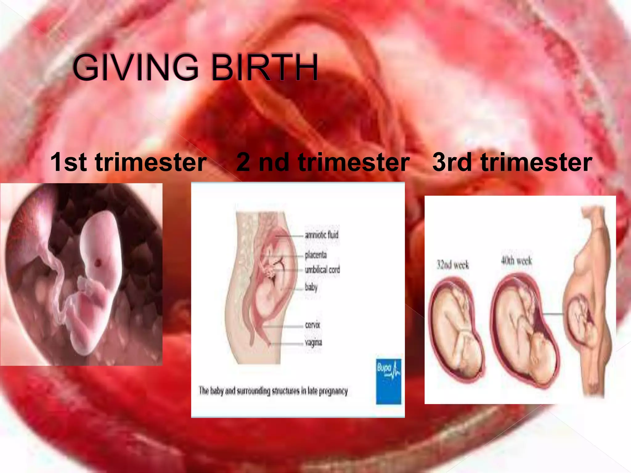 1st trimester 2 nd trimester 3rd trimester