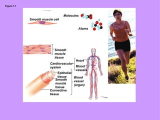 Figure 1.1 Smooth muscle cell Molecules Atoms Smooth muscle tissue Epithelial tissue Heart Blood vessels Smooth muscle tissue Connective tissue Blood vessel (organ) Cardiovascular system 