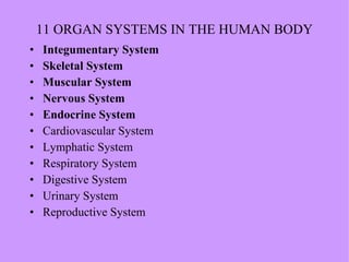 11 ORGAN SYSTEMS IN THE HUMAN BODY Integumentary System Skeletal System Muscular System Nervous System Endocrine System Cardiovascular System Lymphatic System Respiratory System Digestive System Urinary System Reproductive System 