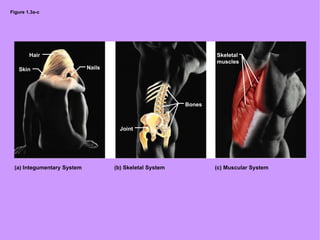 Figure 1.3a-c Bones Joint Nails Skin Hair Skeletal muscles (b) Skeletal System (a) Integumentary System (c) Muscular System 