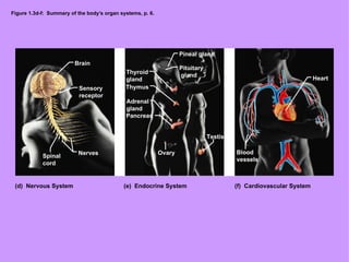 Figure 1.3d-f:  Summary of the body’s organ systems, p. 6. Brain Sensory receptor Nerves Spinal cord Pineal gland Pituitary gland Thyroid gland Thymus Adrenal gland Pancreas Testis Ovary Heart Blood vessels (d)  Nervous System (e)  Endocrine System (f)  Cardiovascular System 