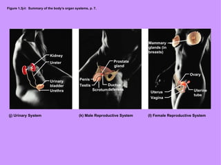 Figure 1.3j-l:  Summary of the body’s organ systems, p. 7. Kidney Ureter Urinary bladder Urethra Prostate gland Ductus deferens Penis Testis Scrotum Ovary Uterine tube Mammary glands (in breasts) Uterus Vagina (j) Urinary System (k) Male Reproductive System  (I) Female Reproductive System 