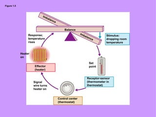 Figure 1.5 Signal wire turns heater on Set point Heater on Response; temperature rises Stimulus:  dropping room temperature Balance Receptor-sensor (thermometer in thermostat) Effector (heater) Control center (thermostat) Imbalance Imbalance 