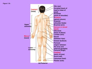 Figure 1.7b Brachial (arm) Otic (ear) Occipital (back of head or base of skull)  Acromial (point of shoulder) V ertebral (spinal column) Scapular (shoulder blade) Dorsum or dorsal (back) Olecranal (back of elbow) Lumbar (loin) Sacral (between hips) Gluteal (buttock) Perineal (region between the anus and  external genitalia) Femoral (thigh) Popliteal (back of knee) Sural (calf) Calcaneal (heel) Plantar (sole) Manus (hand) Upper extremity Cephalic (head) Lower extremity (b) Posterior 