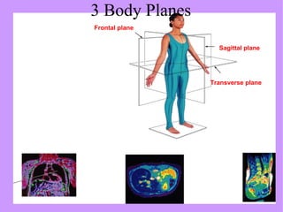 3 Body Planes  Frontal plane Sagittal plane Transverse plane 