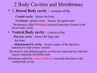 2 Body Cavities and Membranes 1 . Dorsal Body cavity  –  consists of the    Cranial cavity  – houses the brain Vertebral  ( spinal) cavity – houses  the spinal cord Membranes called  Meninges  surround structures located in the dorsal body cavity. Ventral Body cavity –  consists of the Thoracic cavity  – houses the lungs and  the heart Abdominopelvic cavity –  houses organs of the digestive, reproductive and urinary systems. The thoracic and abdominopelvic cavities are separated by a skeletal muscle called the DIAPHRAGM. Membrane called the  serous membrane  surround structures in the ventral body cavity. 