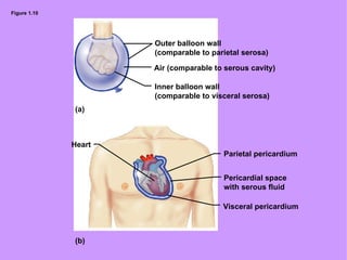 Figure 1.10 Outer balloon wall  (comparable to parietal serosa) Air (comparable to serous cavity) Inner balloon wall  (comparable to visceral serosa) Heart Parietal pericardium Pericardial space  with serous fluid Visceral pericardium (a) (b) 