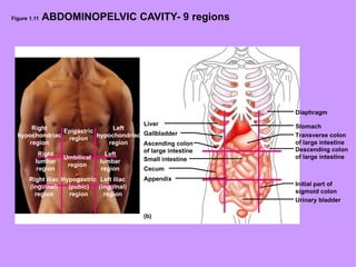 Figure 1.11  ABDOMINOPELVIC CAVITY- 9 regions Liver Gallbladder Ascending colon  of large intestine Small intestine Appendix Cecum Diaphragm  Stomach Descending colon of large intestine Transverse colon of large intestine Initial part of sigmoid colon Urinary bladder Epigastric region Umbilical region Right lumbar region Left lumbar region Right hypochondriac region Left hypochondriac region Hypogastric (pubic) region Right iliac (inguinal) region Left iliac (inguinal) region (b)  (a) 