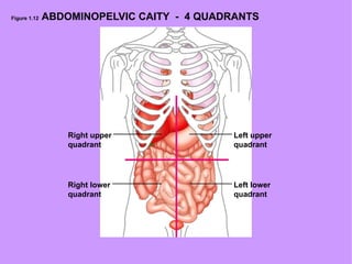 Figure 1.12  ABDOMINOPELVIC CAITY  -  4 QUADRANTS Right upper quadrant Right lower quadrant Left upper quadrant Left lower quadrant 