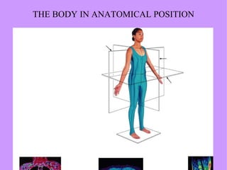 THE BODY IN ANATOMICAL POSITION 