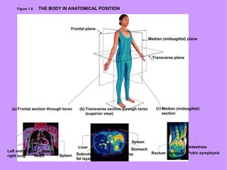 Figure 1.8  THE BODY IN ANATOMICAL POSITION Transverse plane Median (midsagittal) plane Frontal plane Frontal section through torso Transverse section through torso (superior view) Median (midsagittal) section Posterior Left and right lung Liver Heart Stomach Spleen Liver Spleen Stomach Aorta Vertebral column Spinal cord Subcutaneous  fat layer Rectum Intestines Pubic symphysis (a) (b) (c) 