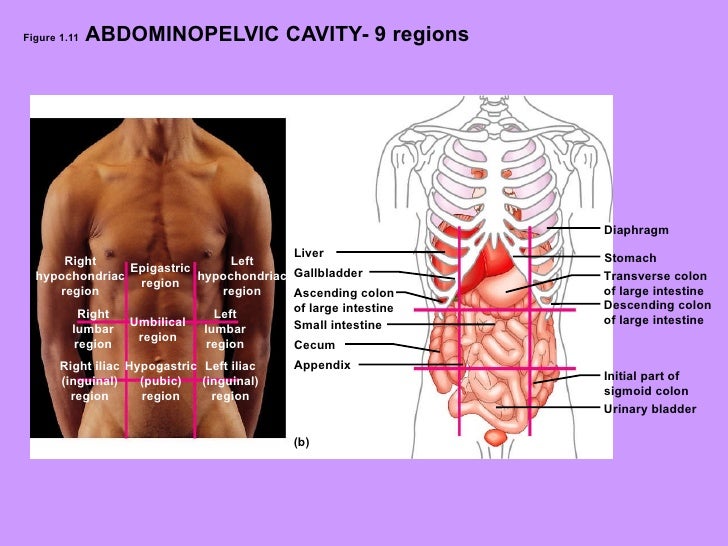 The human body an orientation