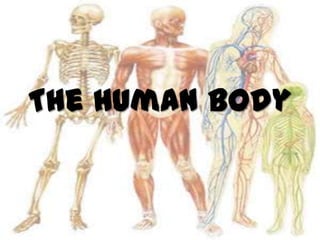 The Human Body